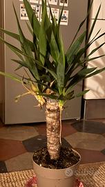 Tronchetto drlla felicita’ pianta da interno