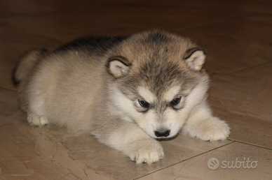 Cuccioli Alaskan Malamute - Pedigree ENCI
