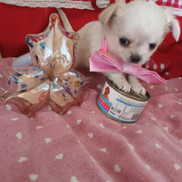 Chihuahua mini femmina con pedigree