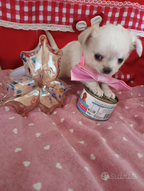 Chihuahua mini femmina con pedigree