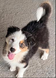 Cuccioli di pastore australiano