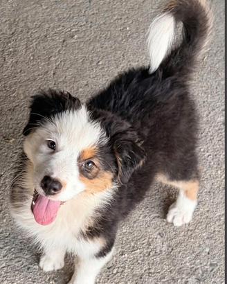 Cuccioli di pastore australiano