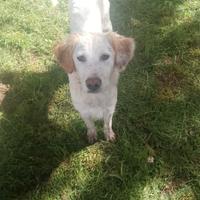 Cuccioli Border Collie/Setter Inglese