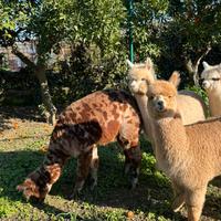 Alpaca per agriturismi