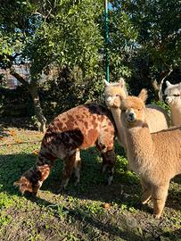 Alpaca per agriturismi