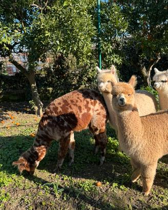 Alpaca per agriturismi