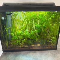 Acquario Tetra 80 litri