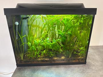 Acquario Tetra 80 litri