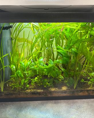 Acquario Tetra 80 litri