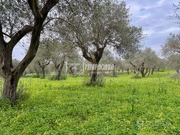 Terreno - Uliveto - Sorso