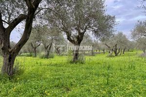 Terreno - Uliveto - Sorso