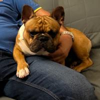 Ciro Bulldog Francese per eventuale ACCOPPIAMENTO
