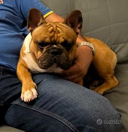Ciro Bulldog Francese per eventuale ACCOPPIAMENTO