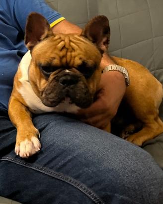 Ciro Bulldog Francese per eventuale ACCOPPIAMENTO