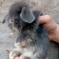 Cuccioli coniglio nano ariete e mini loop