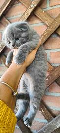 Gattini Scottish Fold and Straight con pedigree