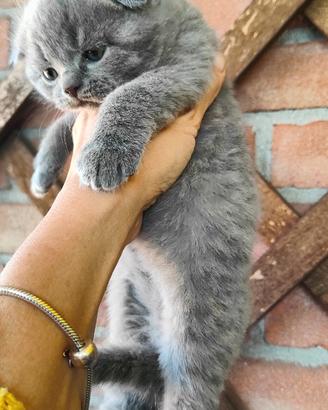Gattini Scottish Fold and Straight con pedigree