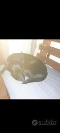 metticcio