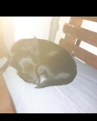 metticcio