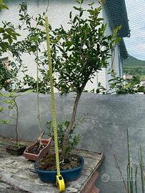 Bonsai melograno spedizione inclusa