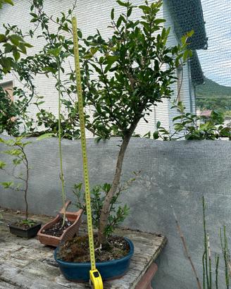 Bonsai melograno spedizione inclusa