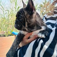 Bulldog/bouledogue francese