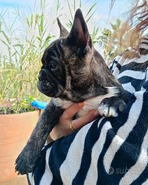 Bulldog/bouledogue francese