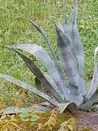 Piante di Agave Americana e Variegata 