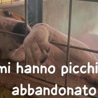 Giorgio 2 anni bracco pointer