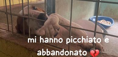 Giorgio 2 anni bracco pointer