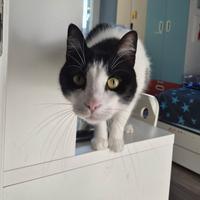 ROMEO dolcissimo gattone