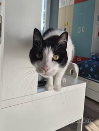 ROMEO dolcissimo gattone