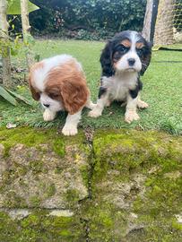 Cavalieri King cuccioli