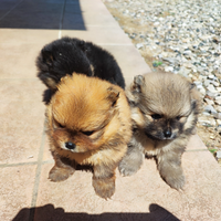 Cuccioli Spitz tedesco nano/volpino di Pomerania