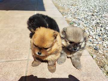 Cuccioli Spitz tedesco nano/volpino di Pomerania