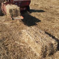 Ballette di trifoglio