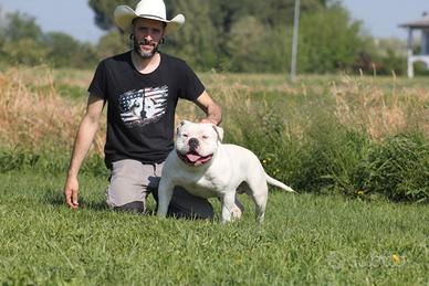 Allevamento American bully