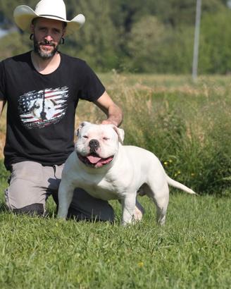 Allevamento American bully