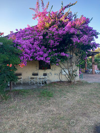 Villetta più terreno