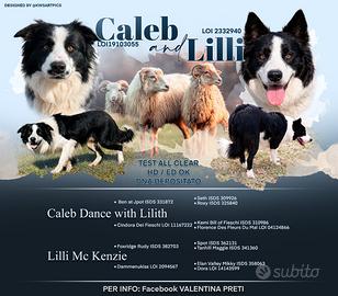 Border collie linea da lavoro