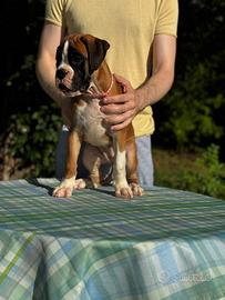 Cuccioli Boxer Pedigree
