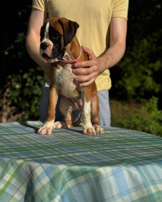 Cuccioli Boxer Pedigree