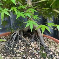 Bonsai acero palmato giapponese