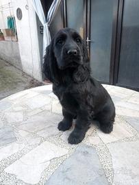 Cucciolo Cocker nero maschio pronto collocamento