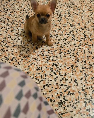Chihuahua