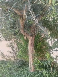 pianta di ulivo  