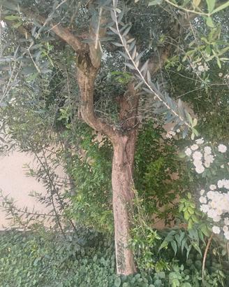 pianta di ulivo  