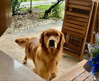 Golden Retriever maschio per accoppiamento