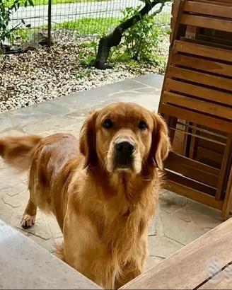 Golden Retriever maschio per accoppiamento