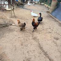 Coppia galline Brahma